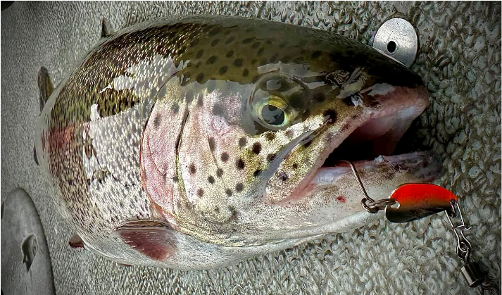 FISHING PICTURES CHARACTER LURES 1