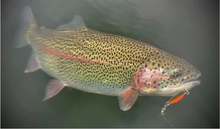 FISHING PICTURES CHARACTER LURES 4