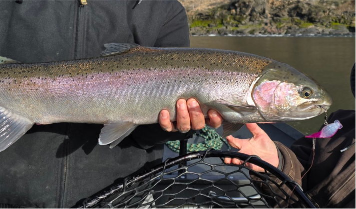 FISHING PICTURES CHARACTER LURES 5